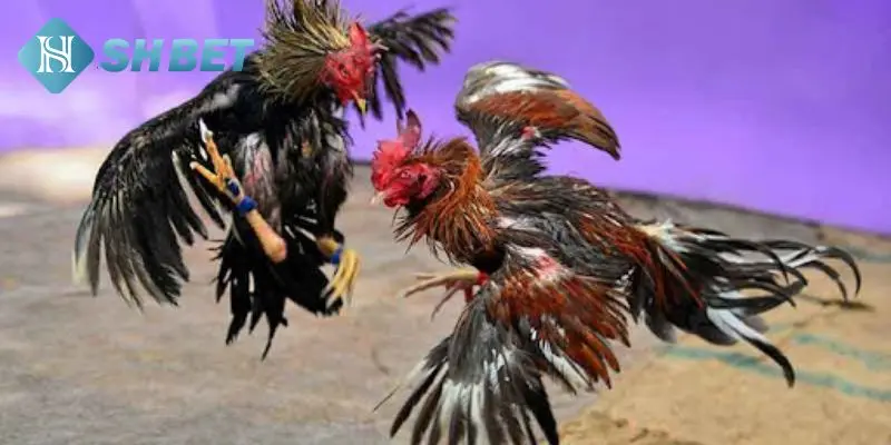 Đá gà trực tuyến và thông tin cơ bản