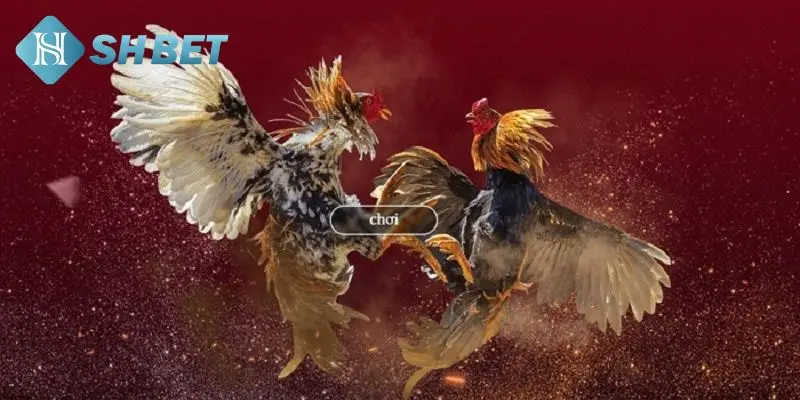 Lợi ích khi cược đá gà trực tiếp 