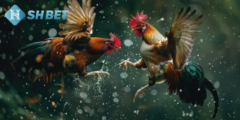 Chiến thuật tham gia soi cược đá gà 