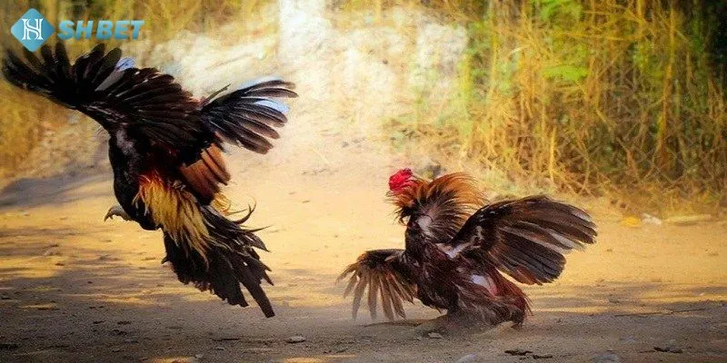 Đá gà hàng xáo có nguồn gốc từ những vùng quê của Việt Nam