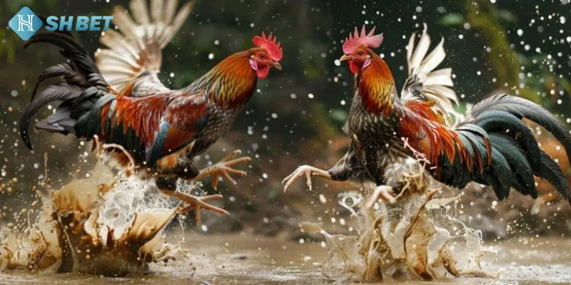 Đá gà hàng xáo, với tất cả những đặc điểm độc đáo và hấp dẫn