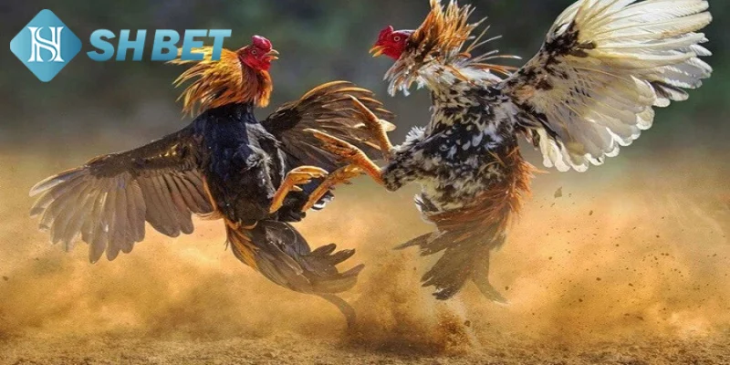 Mỗi con gà đều được huấn luyện cẩn thận