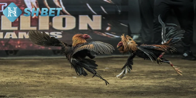 Trận đấu đá gà thường diễn ra trong một đấu trường