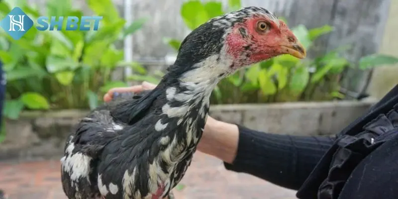 Đặc điểm nổi bật khi chơi gà Nam Mỹ 