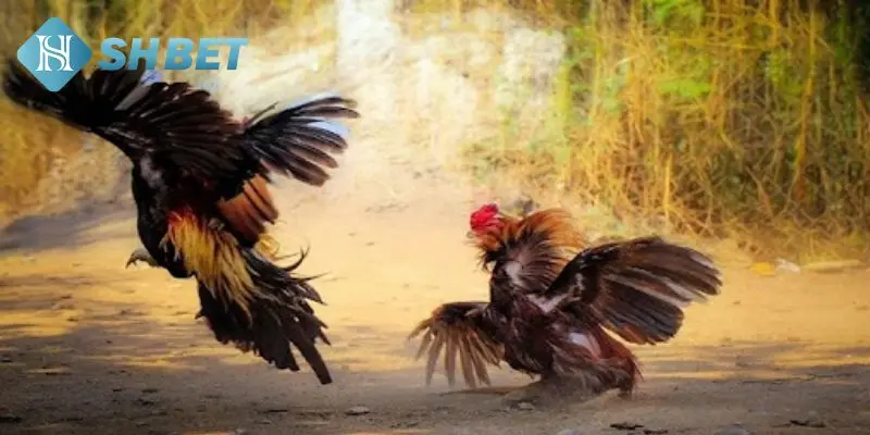 Khái niệm cược đá gà Thomo tại SHBET 