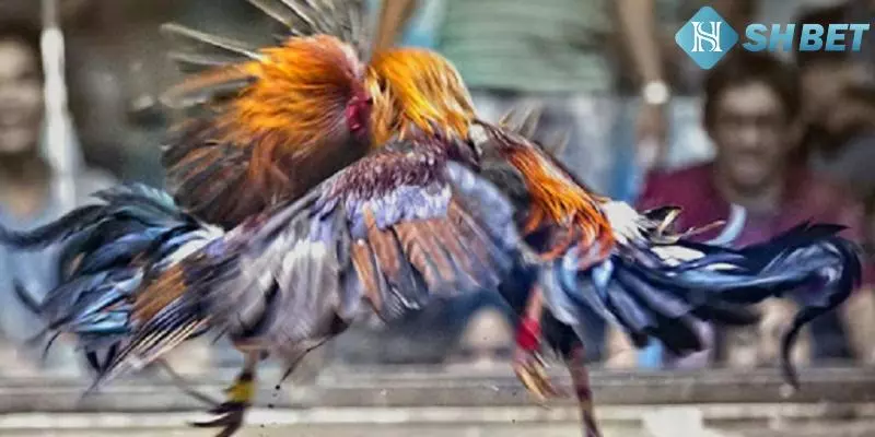 Một số yếu tố cần biết khi tham gia đá gà đòn