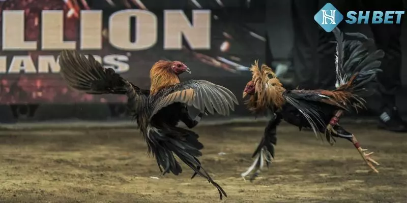 Tham gia tại SHBET để rinh thưởng lớn 