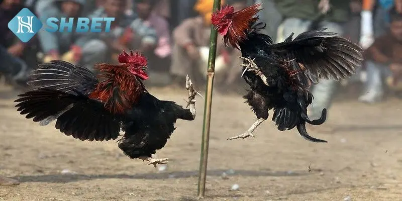 Thuật ngữ đá gà ai cũng nên biết 