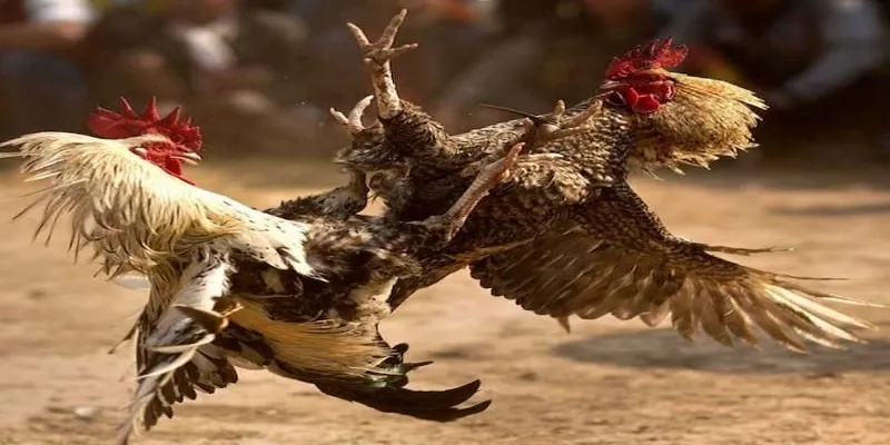 Các hình thức chọi gà trực tuyến được người xem yêu thích