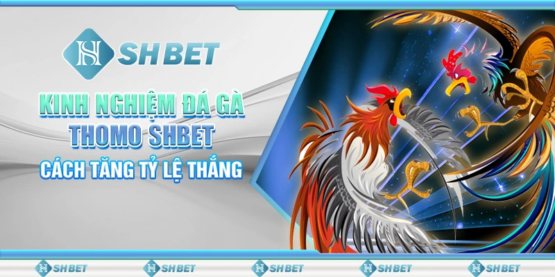 Kinh Nghiệm Đá Gà Thomo SHBET - Cách Tăng Tỷ Lệ Thắng