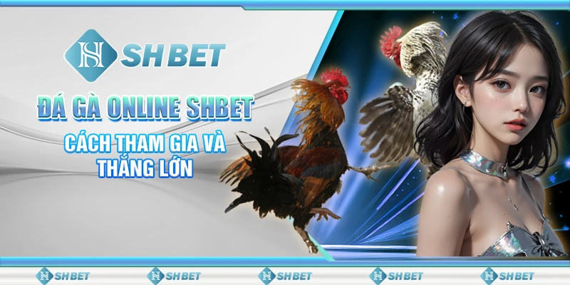 Đá Gà Online SHBET - Cách Tham Gia Và Thắng Lớn