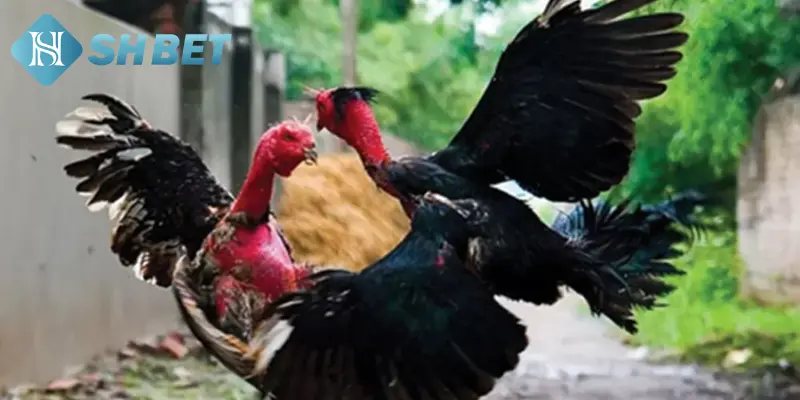 3 Cách nuôi gà chọi thêm tinh anh 