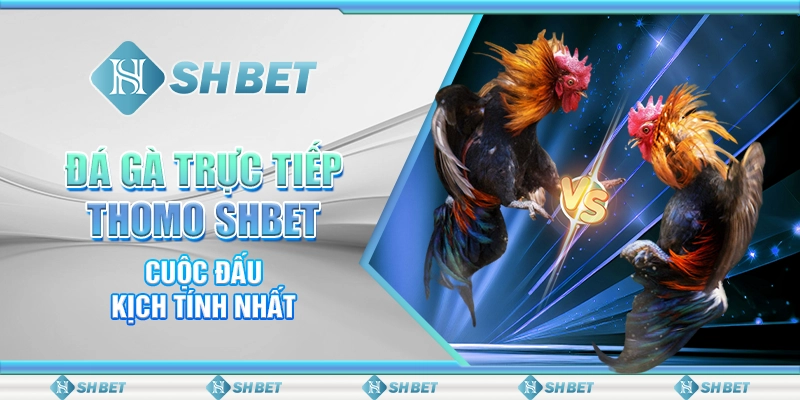 Đá Gà Trực Tiếp Thomo SHBET - Cuộc Đấu Kịch Tính Nhất