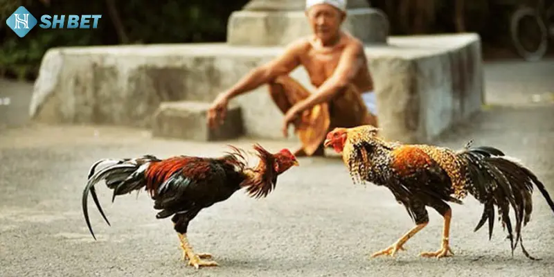 Chiến thuật trong quá trình sử dụng luật chấp