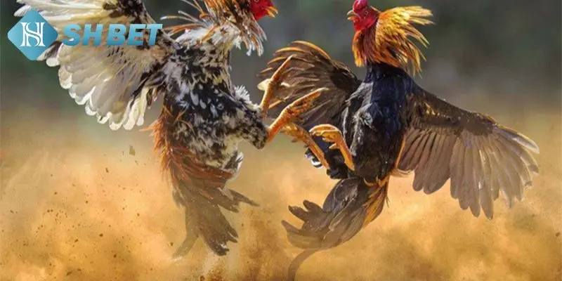 Làm sao huấn luyện gà thông minh? 