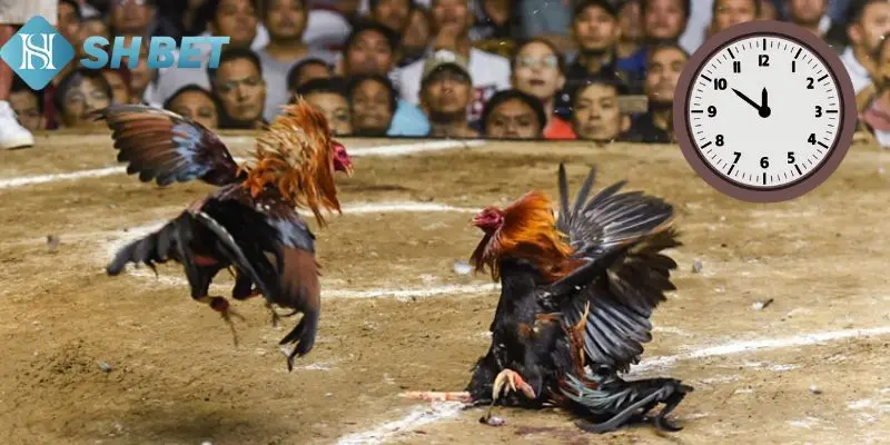 Lý do mọi người nên xem màu mạng gà