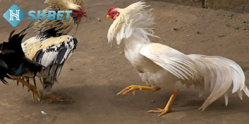 Thủ thuật giúp chăm gà chọi tốt hơn 