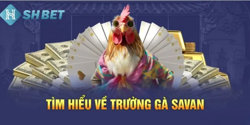 Ưu điểm vượt trội của sới gà Savan