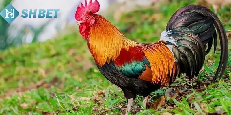 Vì sao nên cá cược ở sới gà?