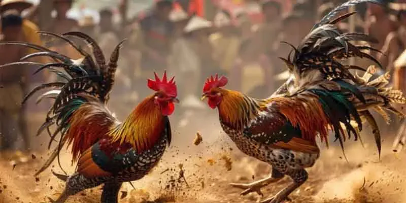 Lễ hội văn hóa được gói gọn trong nhà cái