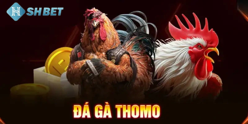 Đá gà trực tiếp Thomo