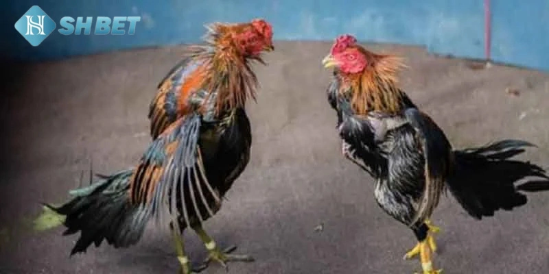 Các bước để theo dõi đá gà trực tiếp Thomo tại SHBET