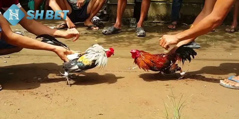 Giới thiệu 2 hình thức đá gà đòn 