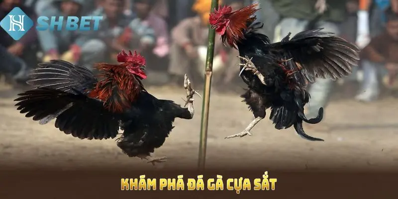 Huấn luyện gà chọi giúp thắng nhanh 