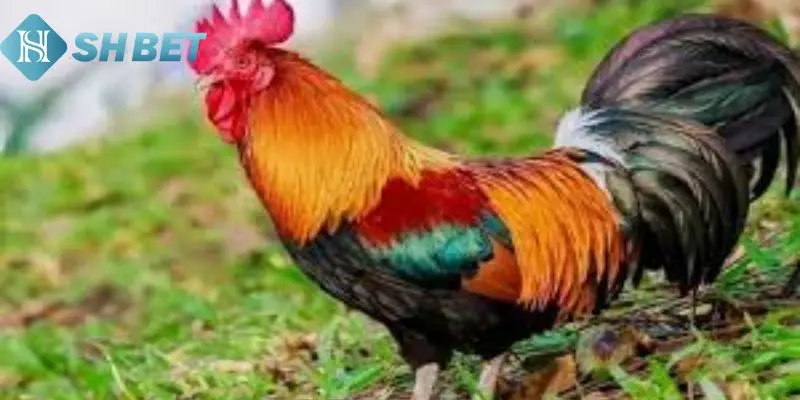 Thông tin cơ bản về xem màu mạng gà đá