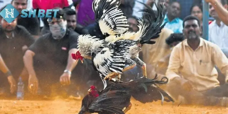 Loại vảy gà đá nên tránh