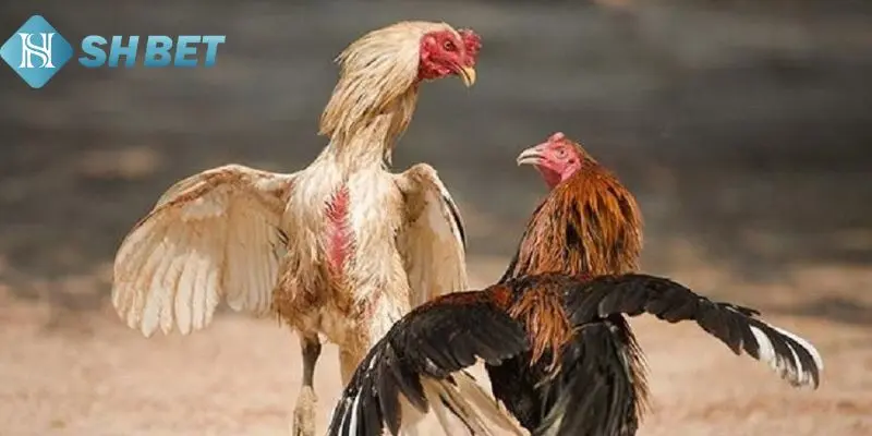 Môi trường sống sẽ giúp rèn luyện gà 