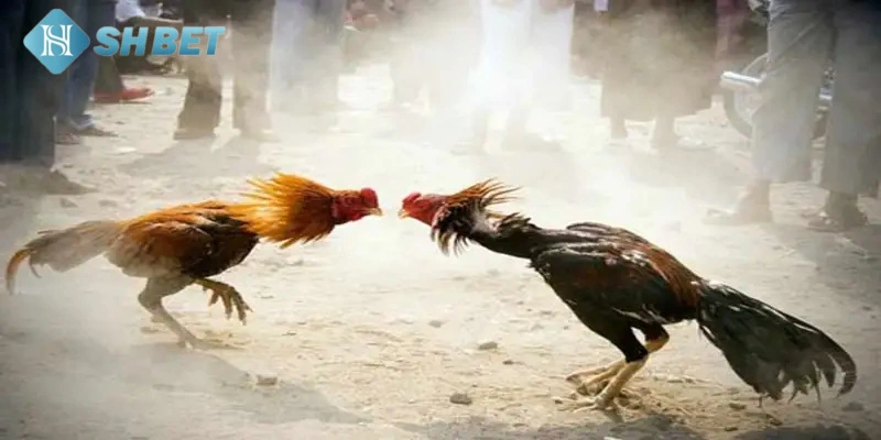 Điểm nổi bật thu hút của trận gà 15 tỷ