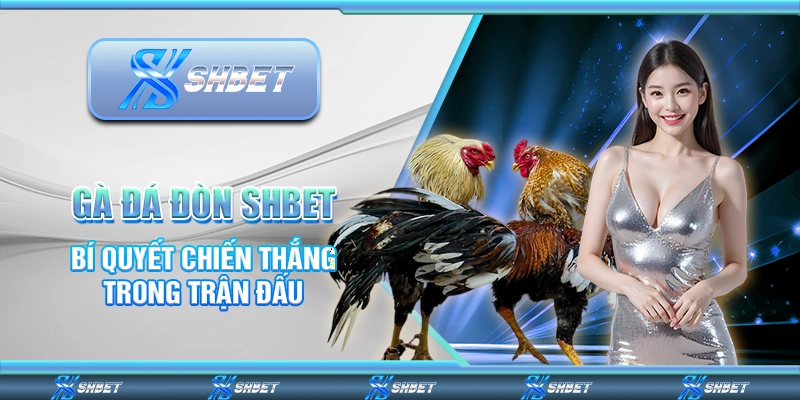 Gà Đá Đòn SHBET - Bí Quyết Chiến Thắng Trong Trận Đấu