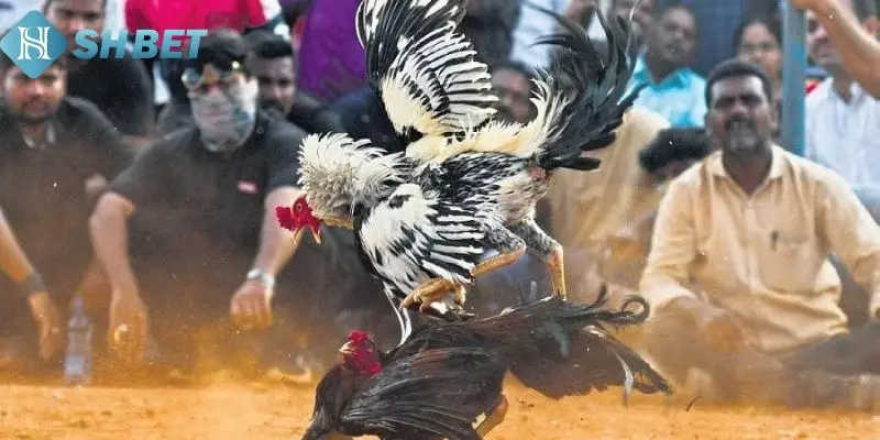 Khái niệm chấp điều gà chọi