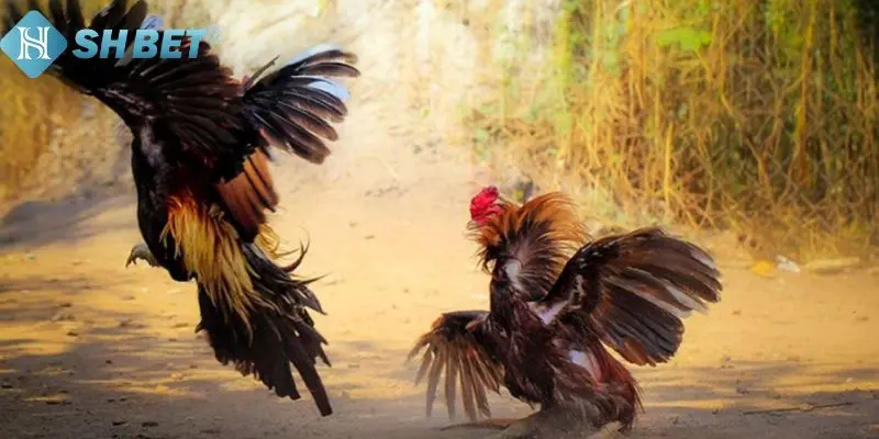 Top các giống gà đá đòn độc phổ biến nhất