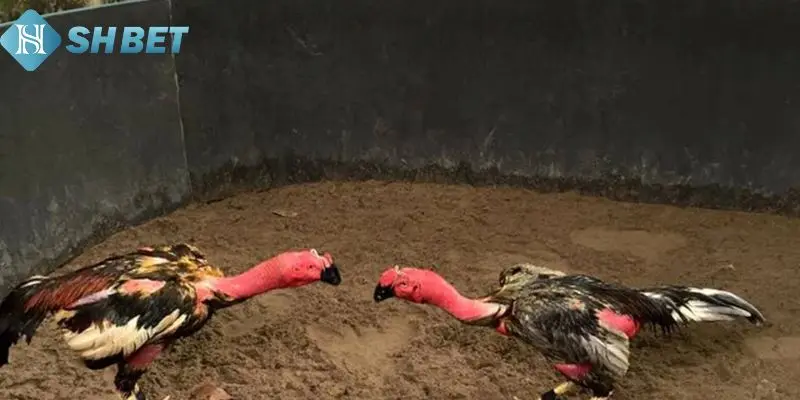 Việc nắm vững luật gà chấp cực quan trọng