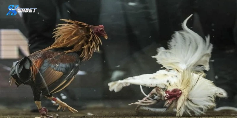 Tìm hiểu chung về đá gà Philippines Shbet