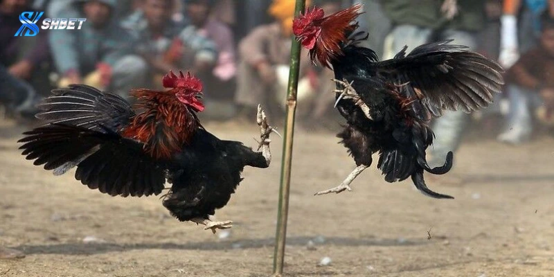 Một số loại kèo cược đá gà Philippines phổ biến