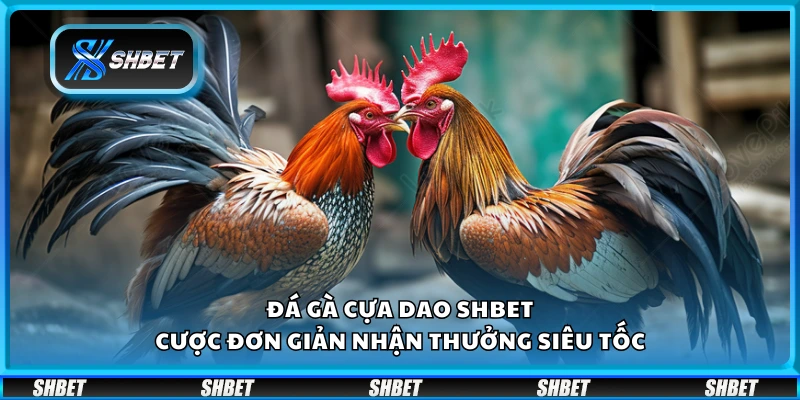 Đá gà cựa dao Shbet – Cược đơn giản nhận thưởng siêu tốc