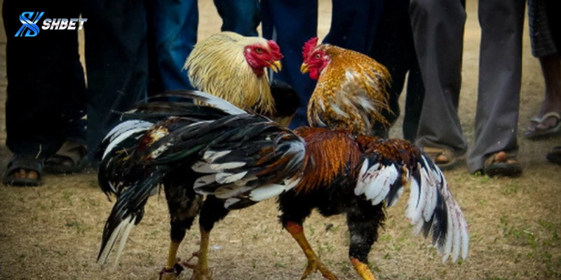 Đá gà cựa dao Shbet là gì?