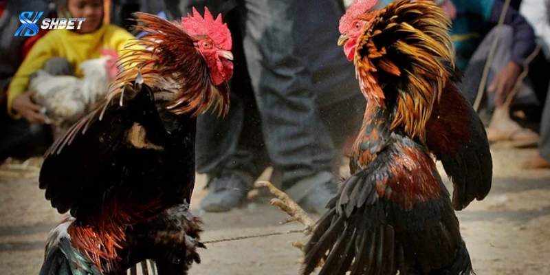 Các quy tắc cá cược đá gà cựa dao Shbet