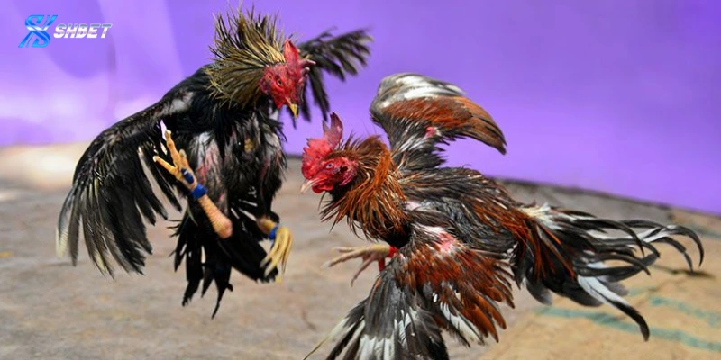 Bí kíp chơi đá gà cựa dao thắng lớn
