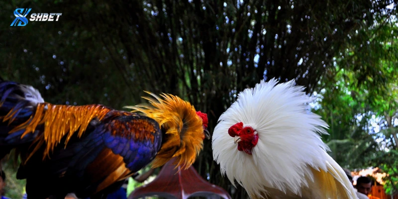 Nắm vững kinh nghiệm chơi đá gà cựa sắt dễ ăn