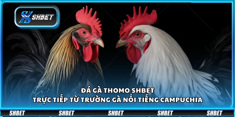 Đá gà Thomo Shbet – Trực tiếp từ trường gà nổi tiếng Campuchia