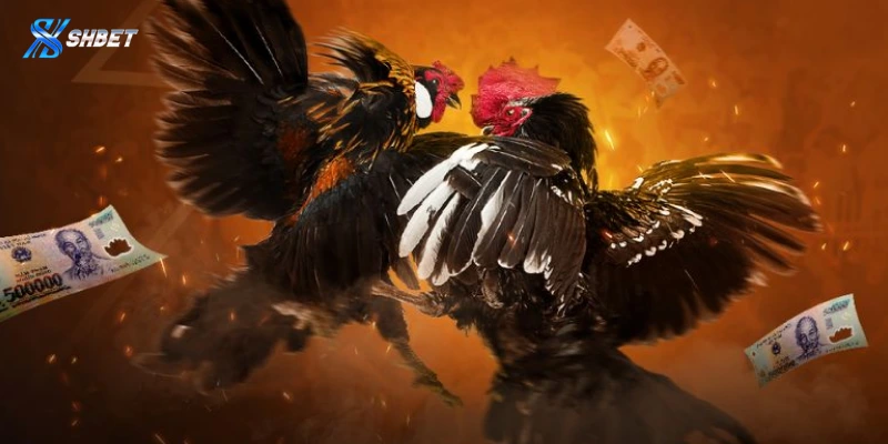 Các bước tham gia cá cược đá gà Thomo Shbet