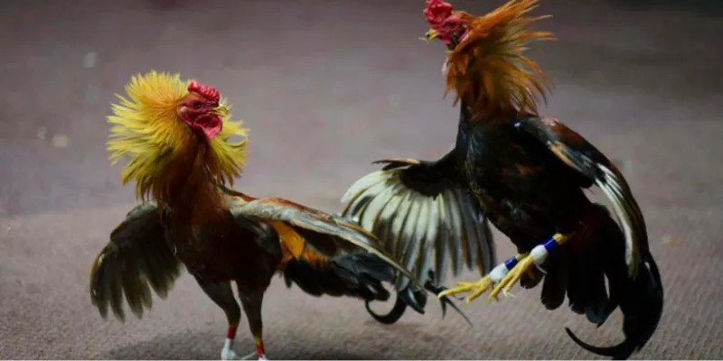 Giới thiệu về cá cược đá gà và ý nghĩa của việc chọn gà