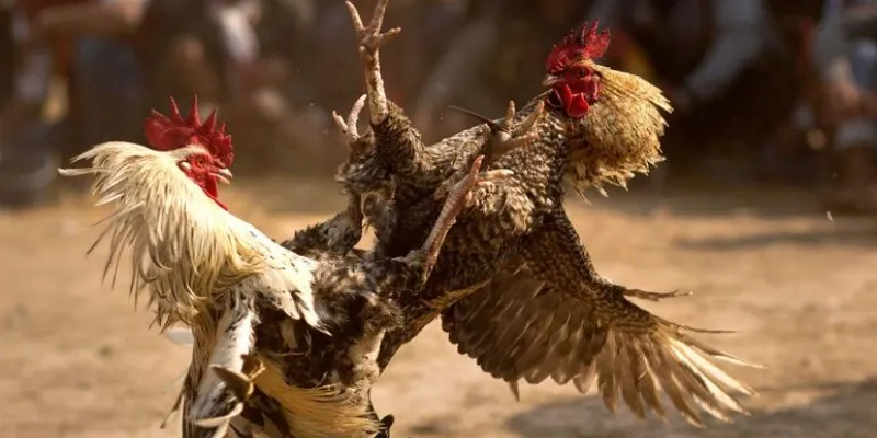 Những cách chọn gà chuẩn để vào kèo an toàn là gì?